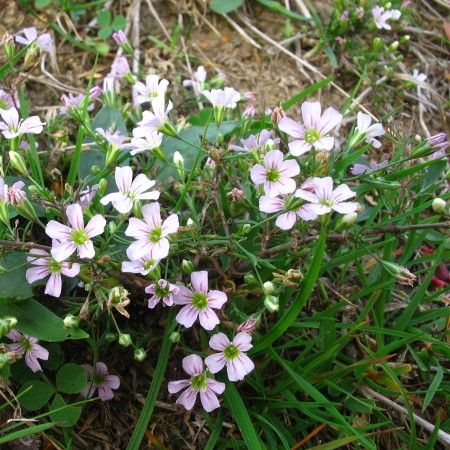 Gingasie violeta